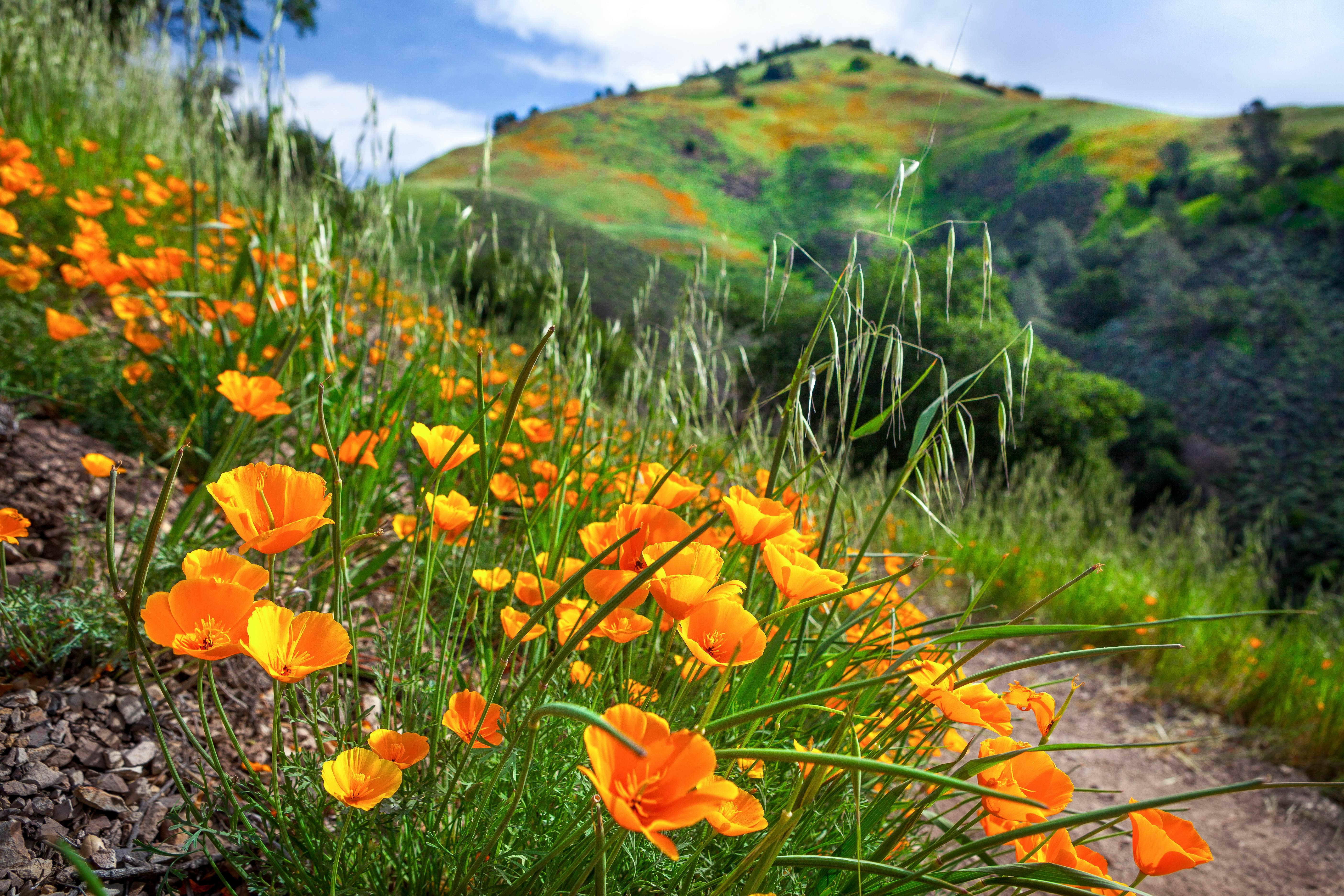 Flashes of golden orange California poppies in bloom along the Grass Mountain Trail into Los Padres National Forest. Near the peak of the April bloom in 2016, with many flowers seen going to seed with their elongated green seed pods in the foreground. The Grass Mountain peak looms in the background with patches of orange poppy blooms against the green grasses of the exposed slope.